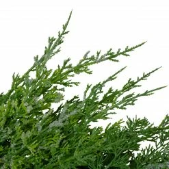 Northlight Frosted Cedar And Pine Cone Artificial Christmas Wreath, 26-Inch, Unlit -Wreaths & Garland shop northlight vm89239 3 updated 58786.1603850577