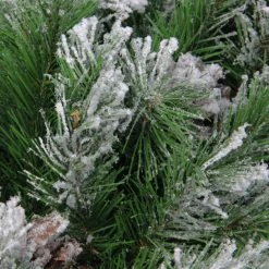 Northlight 24" Snowy Flocked Angel Pine With Pine Cones Artificial Christmas Wreath - Unlit -Wreaths & Garland shop qwhq7cz6sx6sj07hltp7yzf24f5cmstw 45183.1664901052